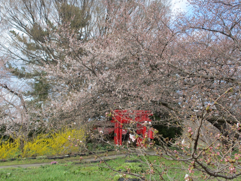 赤い鳥居　ピンクの桜　黄色のレンギョウ