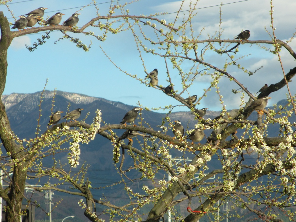 ほんとにたくさんの鳥が集まって　お花見しているようです