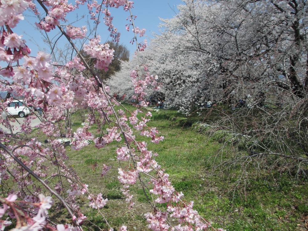 あたたかな日差しの中、きれいに咲いた桜 