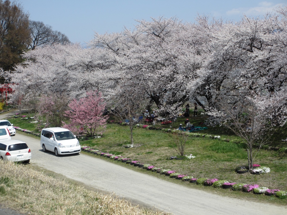 桜の下ではたくさんの方がお花見会