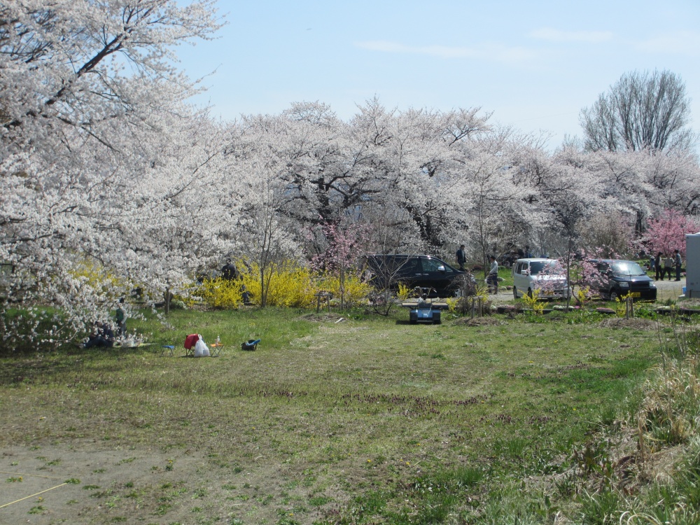 桜のほかにもいろいろな花が咲いています